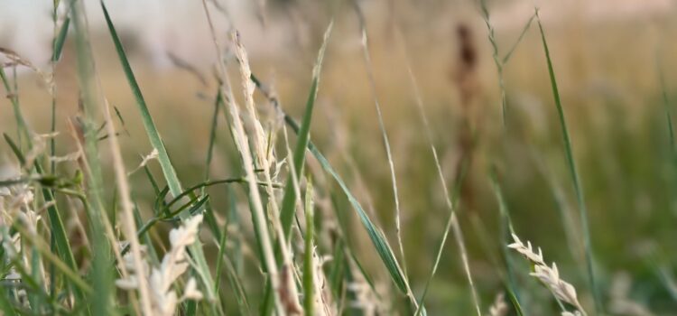 Sommerfrische